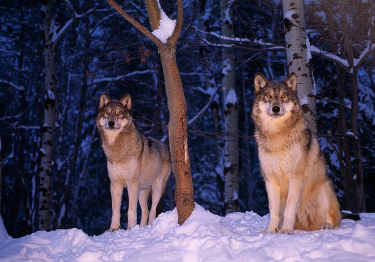 Quattordici lupi, un libro per raccontare il rewilding di Yellowstone