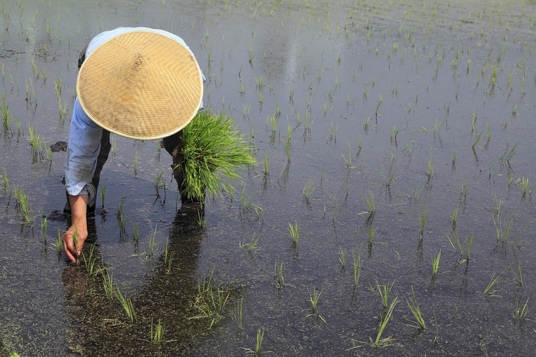 Coltivatore di riso in Giappone