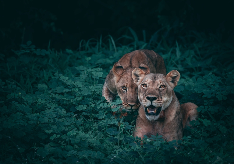 endangered species, kenya