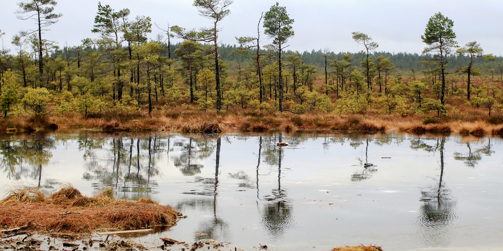 Come salvare l'altra metà delle zone umide in Occidente e Cina LifeGate
