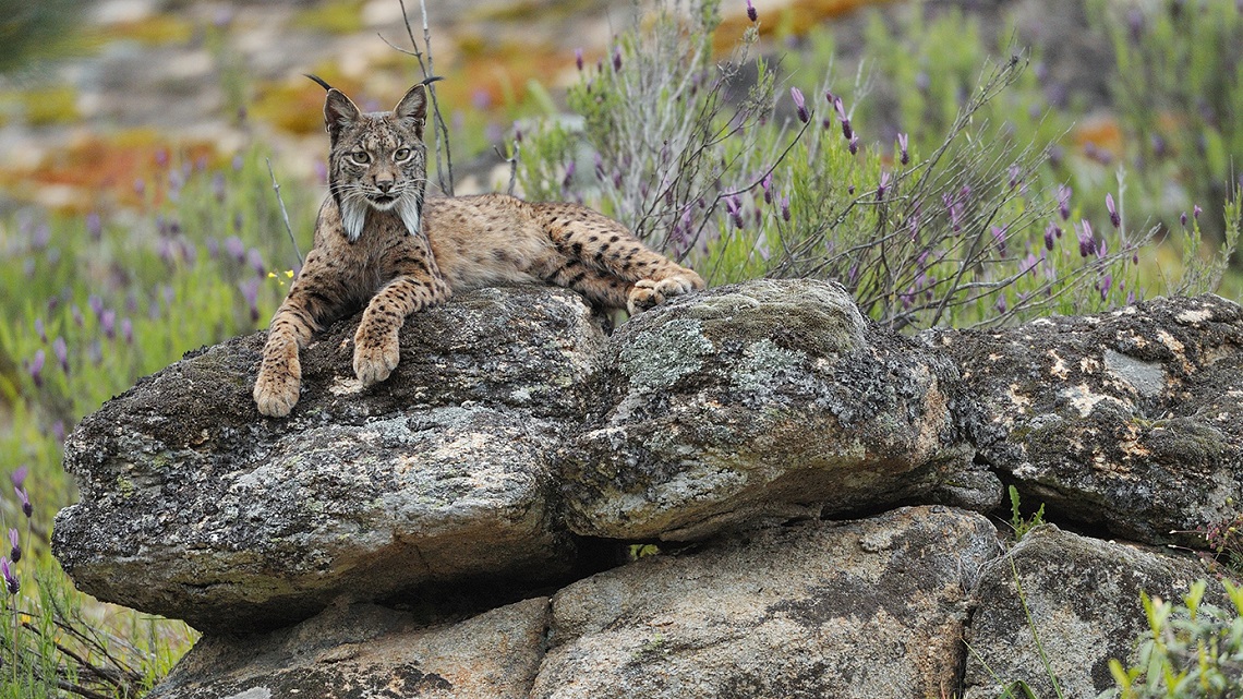 Iberian lynx, the world's most endangered wild cat is making a comeback