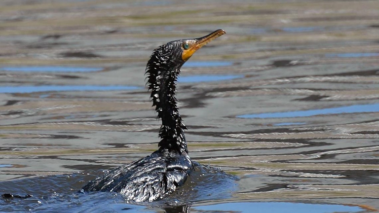 Le immagini di uccelli marini avvolti dal petrolio sono impresse nella memoria di tutti noi.