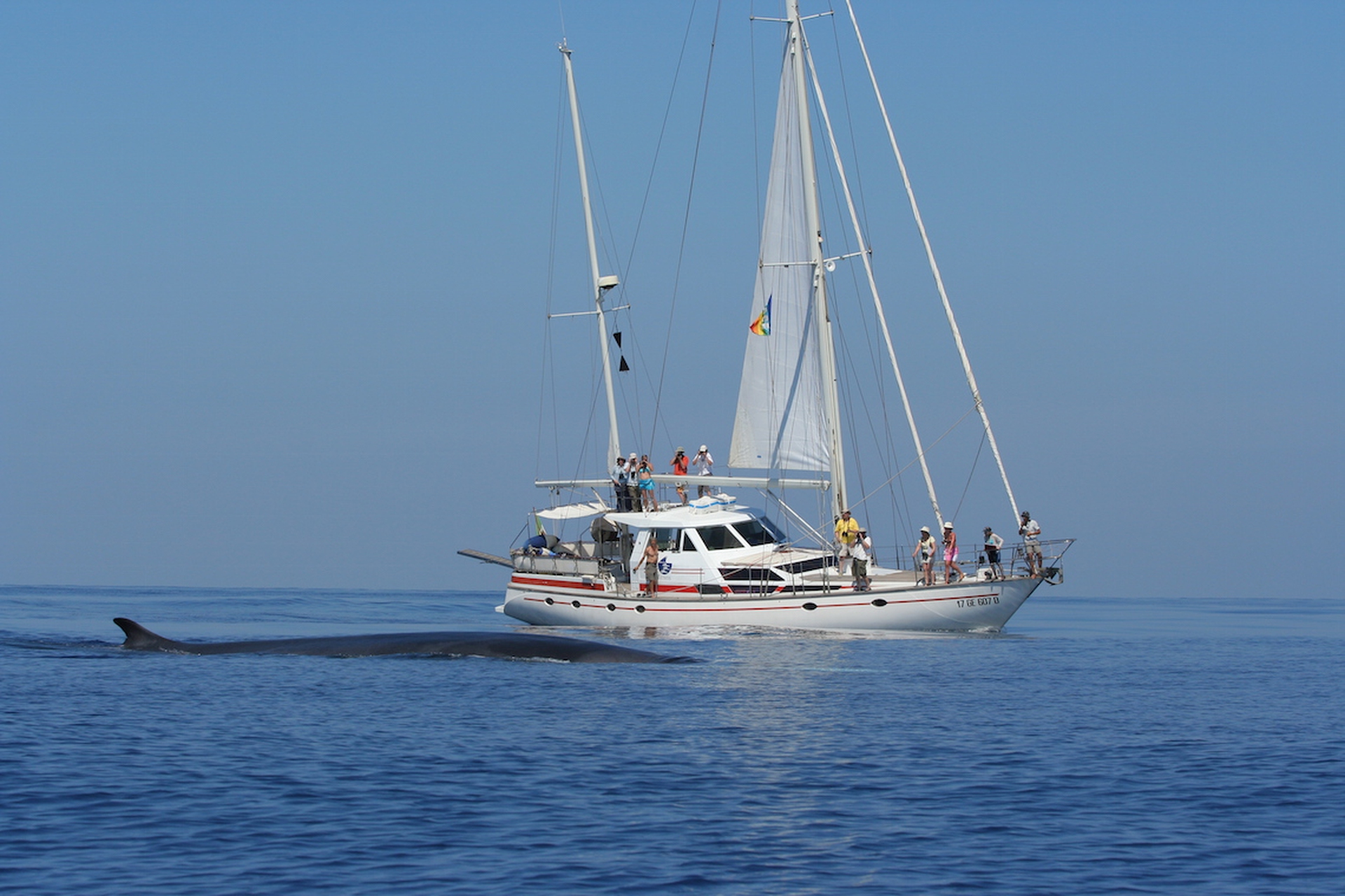 Alla scoperta delle balene e dei delfini del Mediterraneo con Tethys
