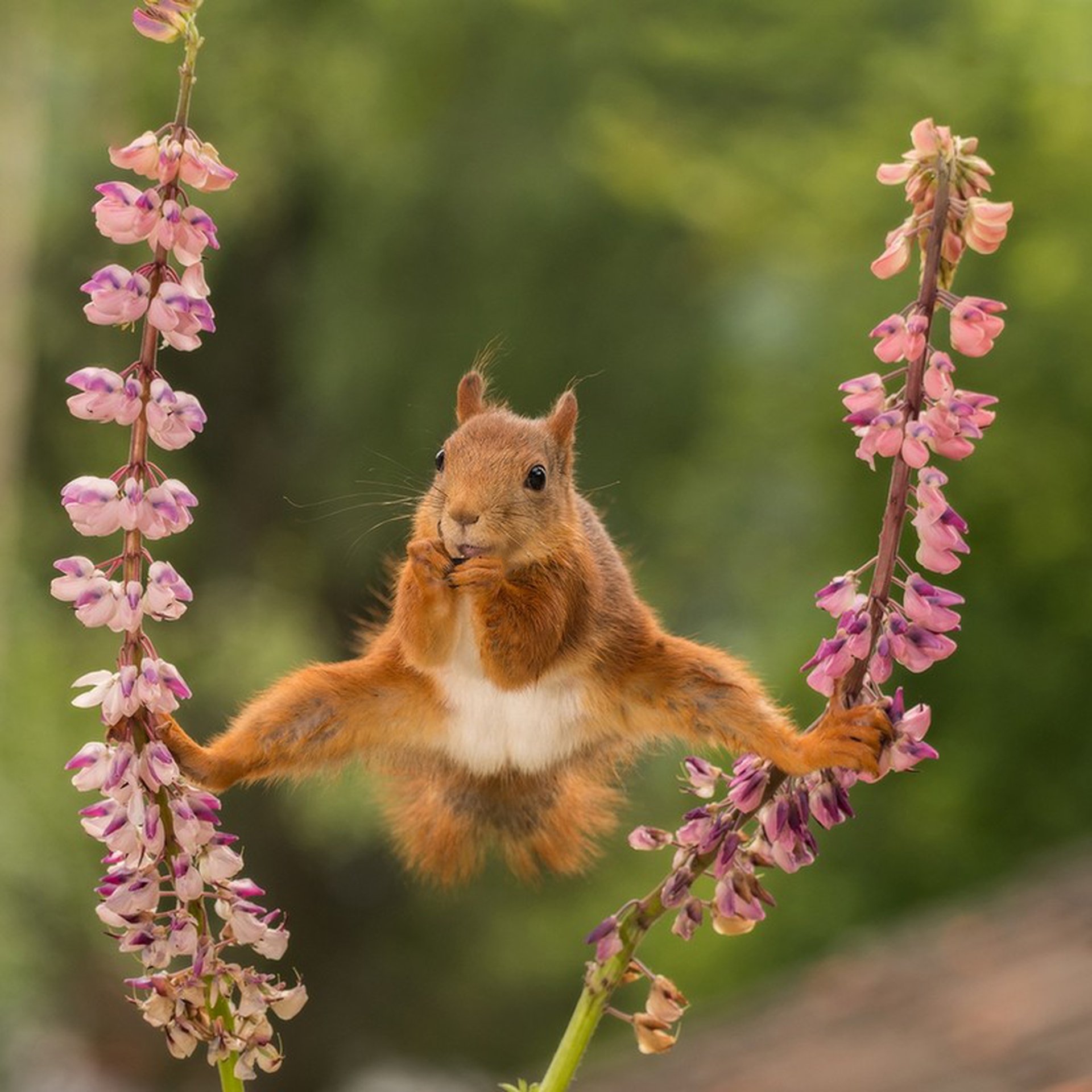 Comedy Wildlife Photography Awards 2018