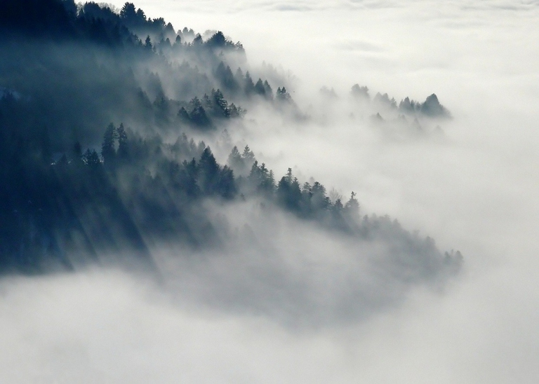 Foresta di conifere avvolta dalla nebbia