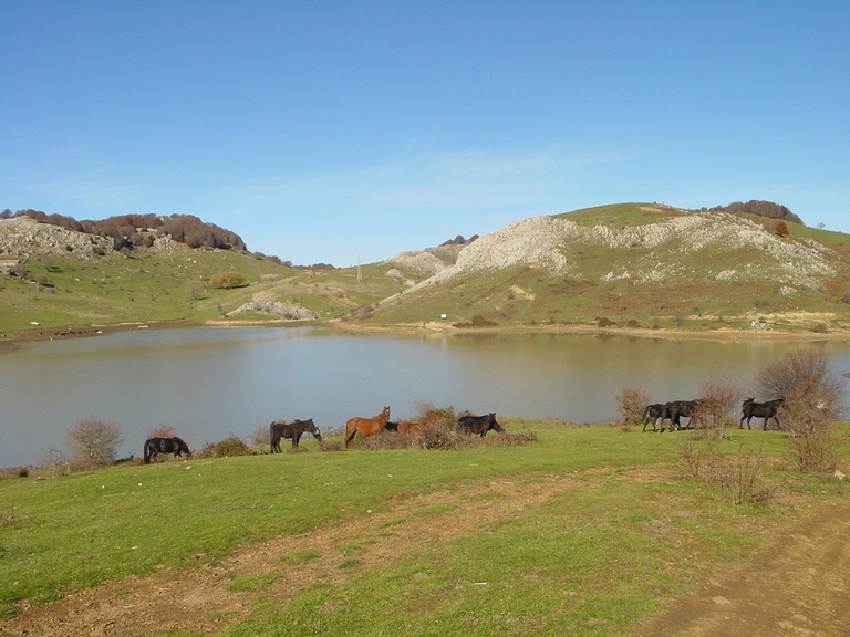 Pascoli nel Parco dei Nebrodi