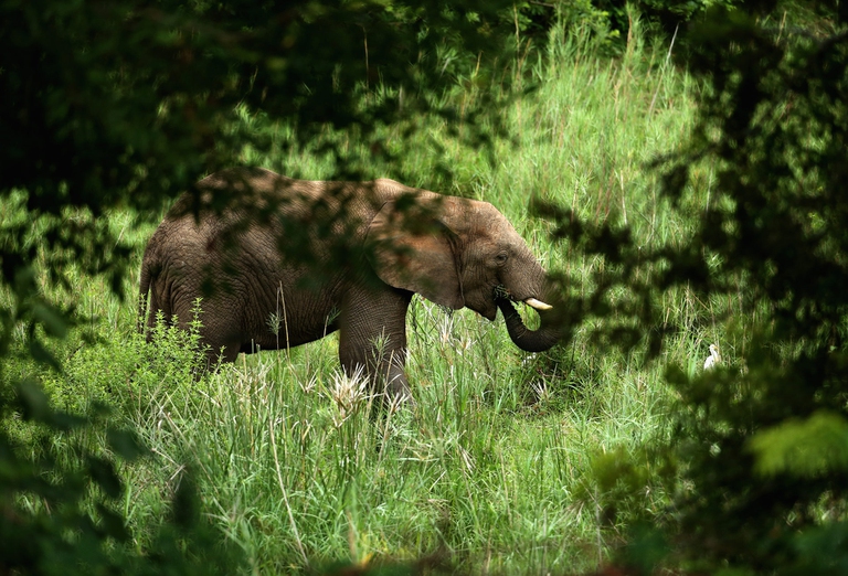 congo 500 elefanti nascosti in foresta