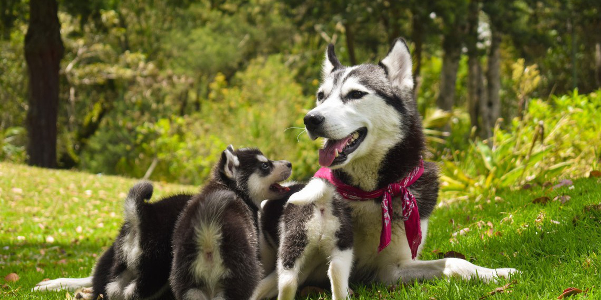 Il cane ansima, come capire quando il respiro veloce è normale e quando