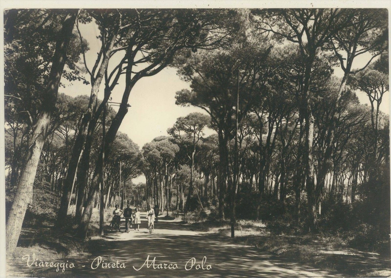 Pineta Viareggio anni50