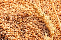 La ricetta della zuppa estiva all’orzo: ingredienti e preparazione