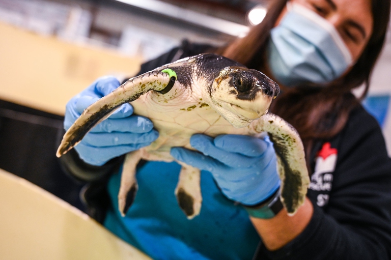 Un esemplare di tartaruga di Kemp