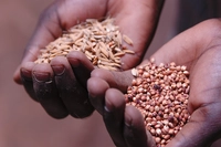 Maslin, uno studio valorizza la pratica di miscelare i semi di cereali per far fronte ai cambiamenti climatici