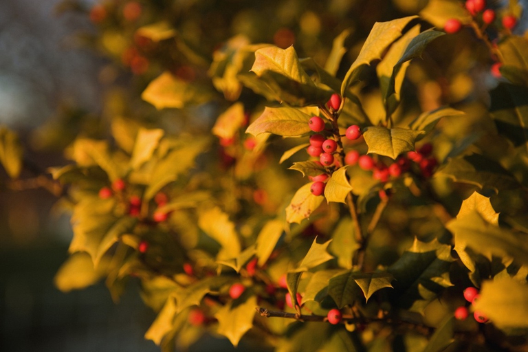 vischio protezione cancro