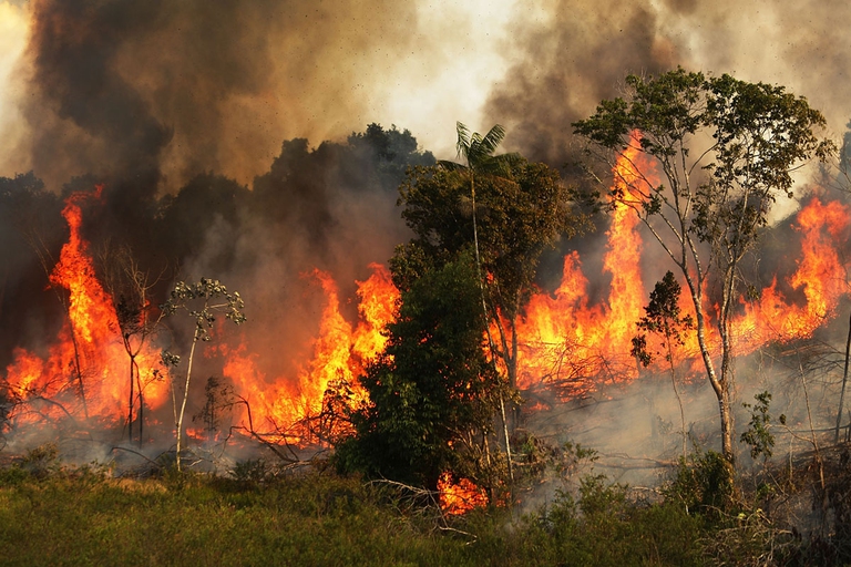 incendio, foresta amazzonica, brasile