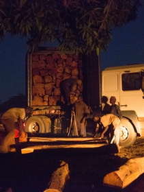 The illegal rosewood trade is funding armed conflict in Senegal