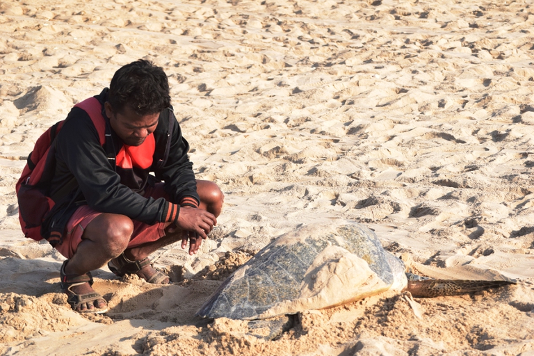 Magata, a volunteer from the fisher community, tries to help a turtle having injury in its leg © Basudev Mahapatra