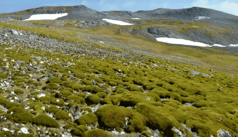 I muschi potrebbe essere precursori dell'arrivo di altre piante