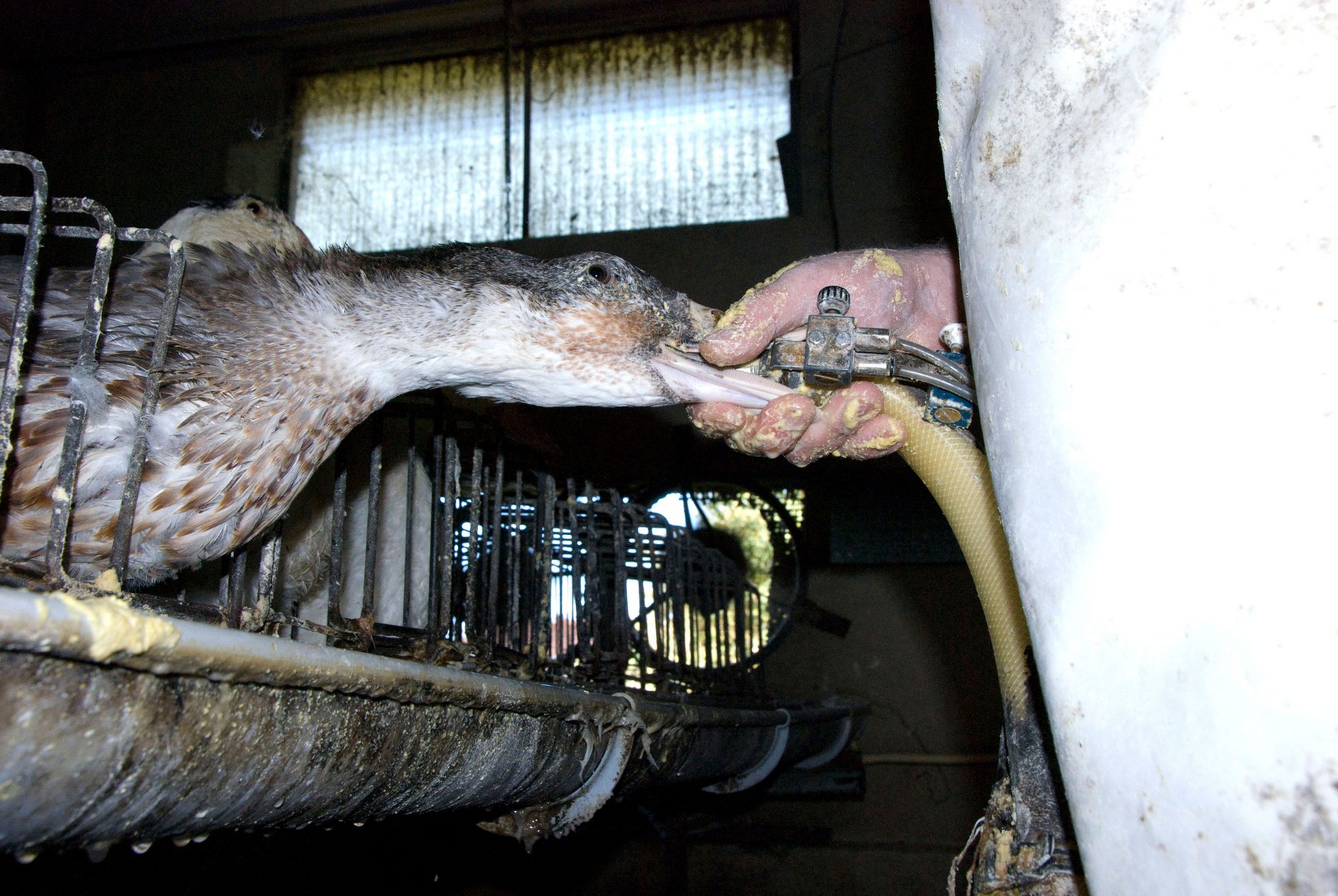 Le anatre sono nutrite più volte al giorno