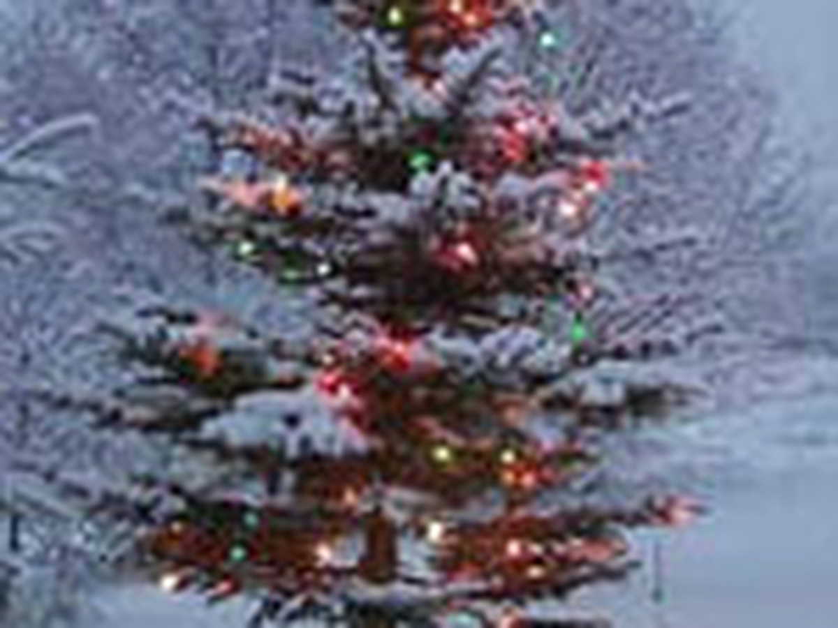 Albero Di Natale Yule.Abete L Albero Di Yule Lifegate