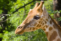In Congo le giraffe vengono uccise per la loro coda