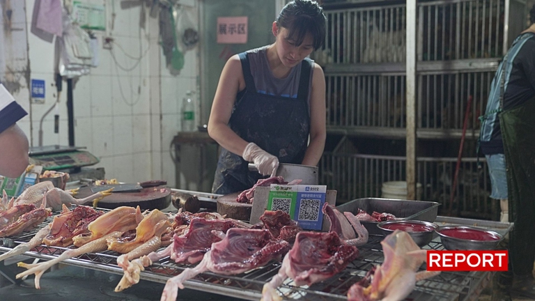 giulia innocenzi report