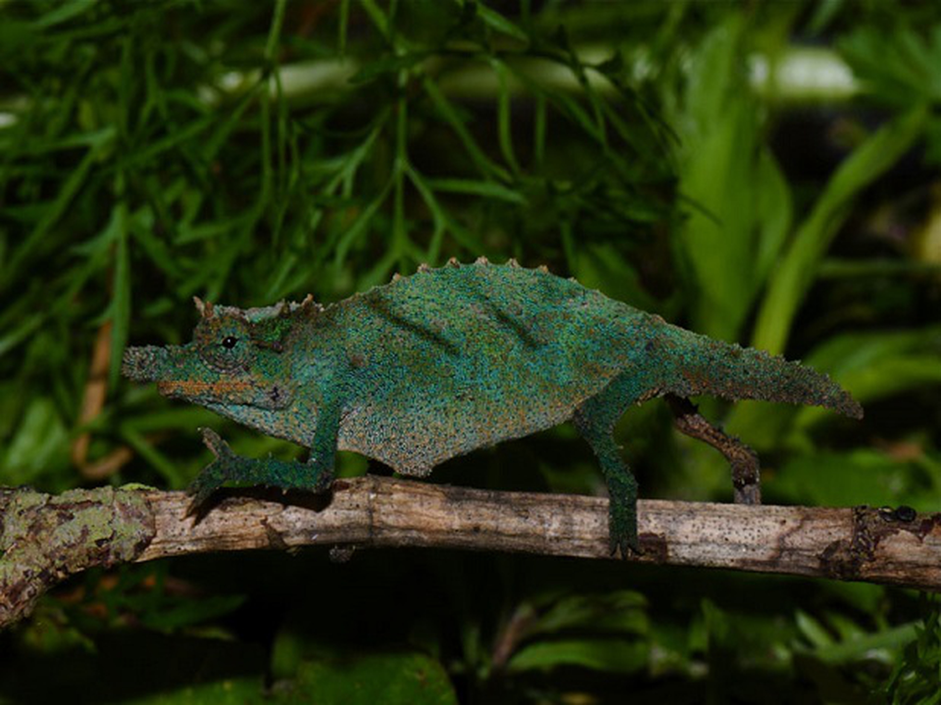 Rhampholeon acuminatus