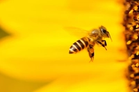 500mila persone muoiono ogni anno perché gli insetti impollinatori stanno scomparendo