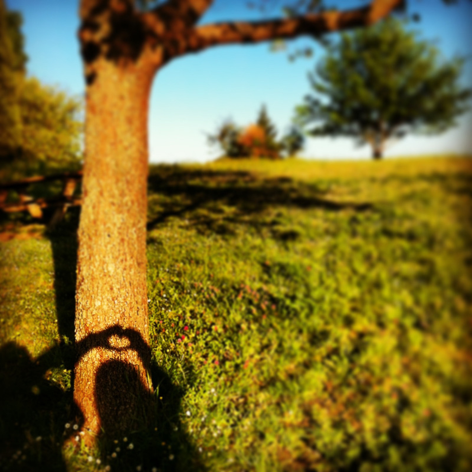 Tree hug selfie, i vincitori del primo concorso degli autoscatti con gli alberi