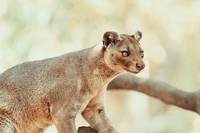 Come l’uomo ha causato l’estinzione della megafauna del Madagascar