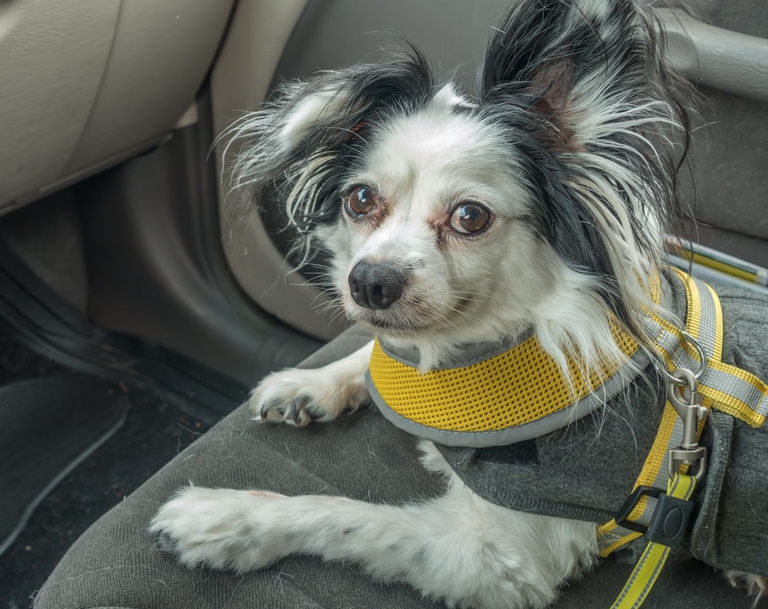 Bon ton: pettorina e cintura di sicurezza sono essenziali per i viaggi in auto