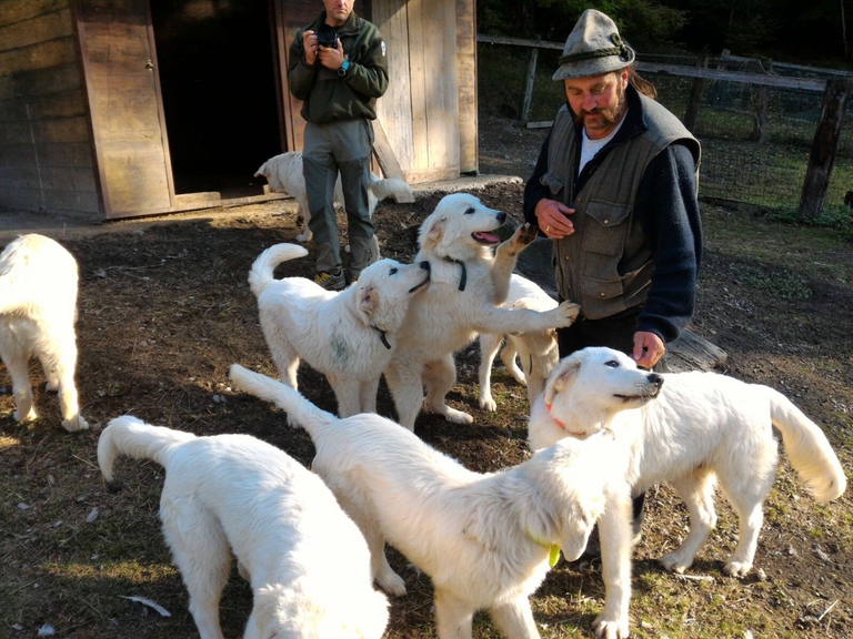 cuccioli di pastore maremmano abruzzese