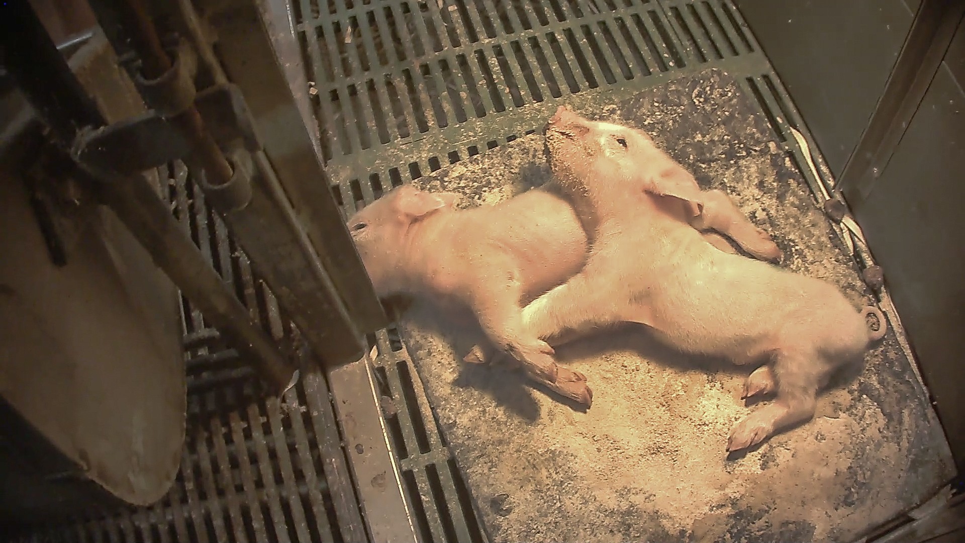 Due maialini morenti