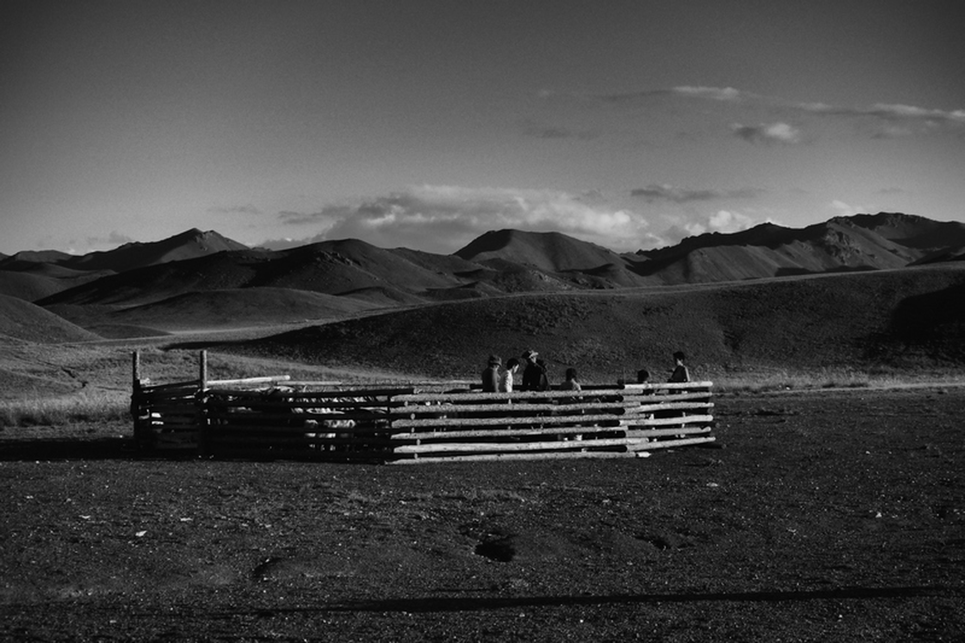 Sara Munari, Vanishing Shepherds