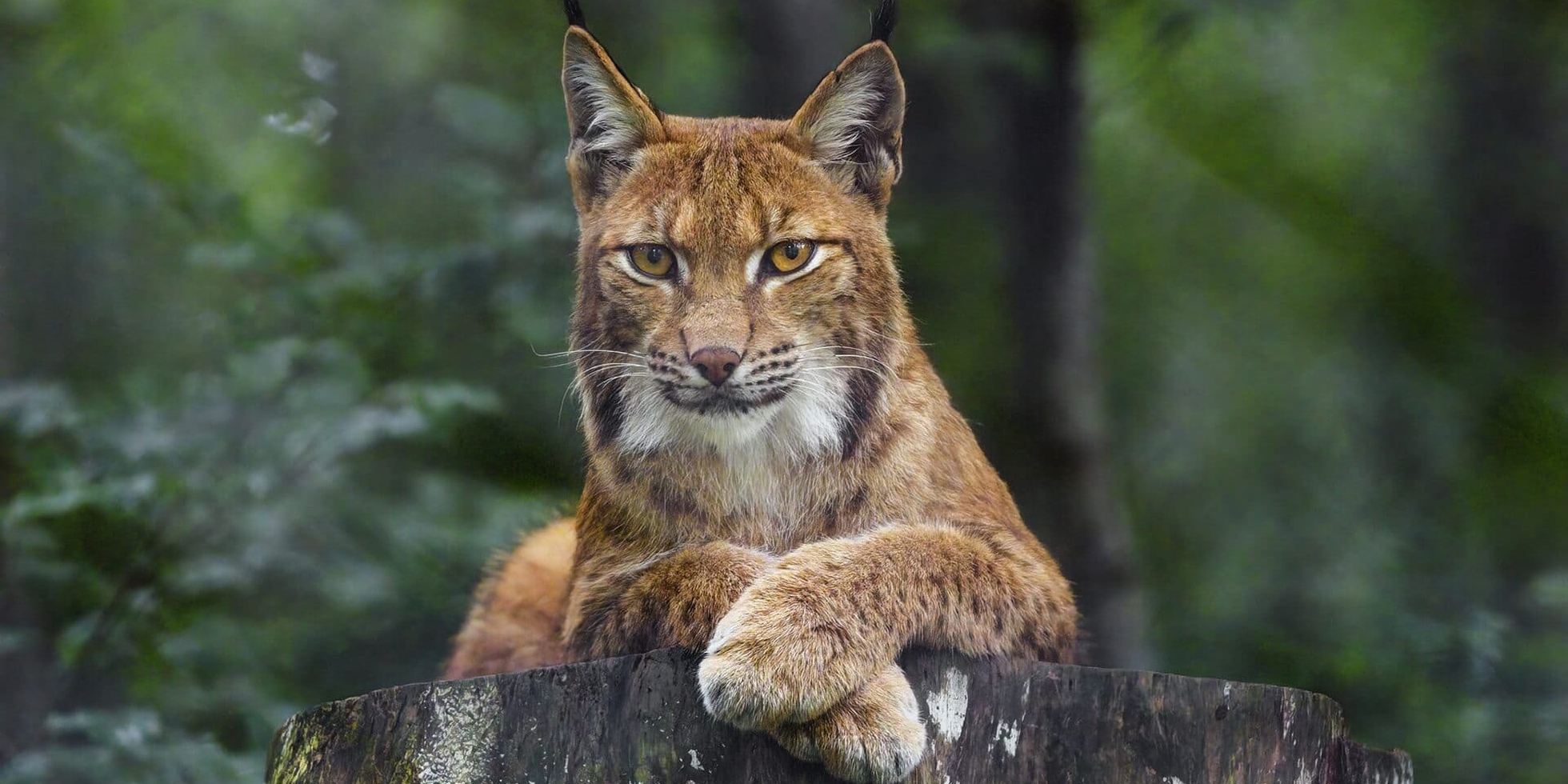 La lince caratteristiche, habitat e conservazione LifeGate