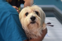 Ernie nel cane, un aiuto arriva dai metodi non invasivi