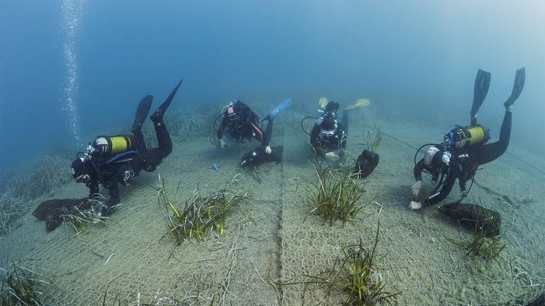 piantumazione delle talee