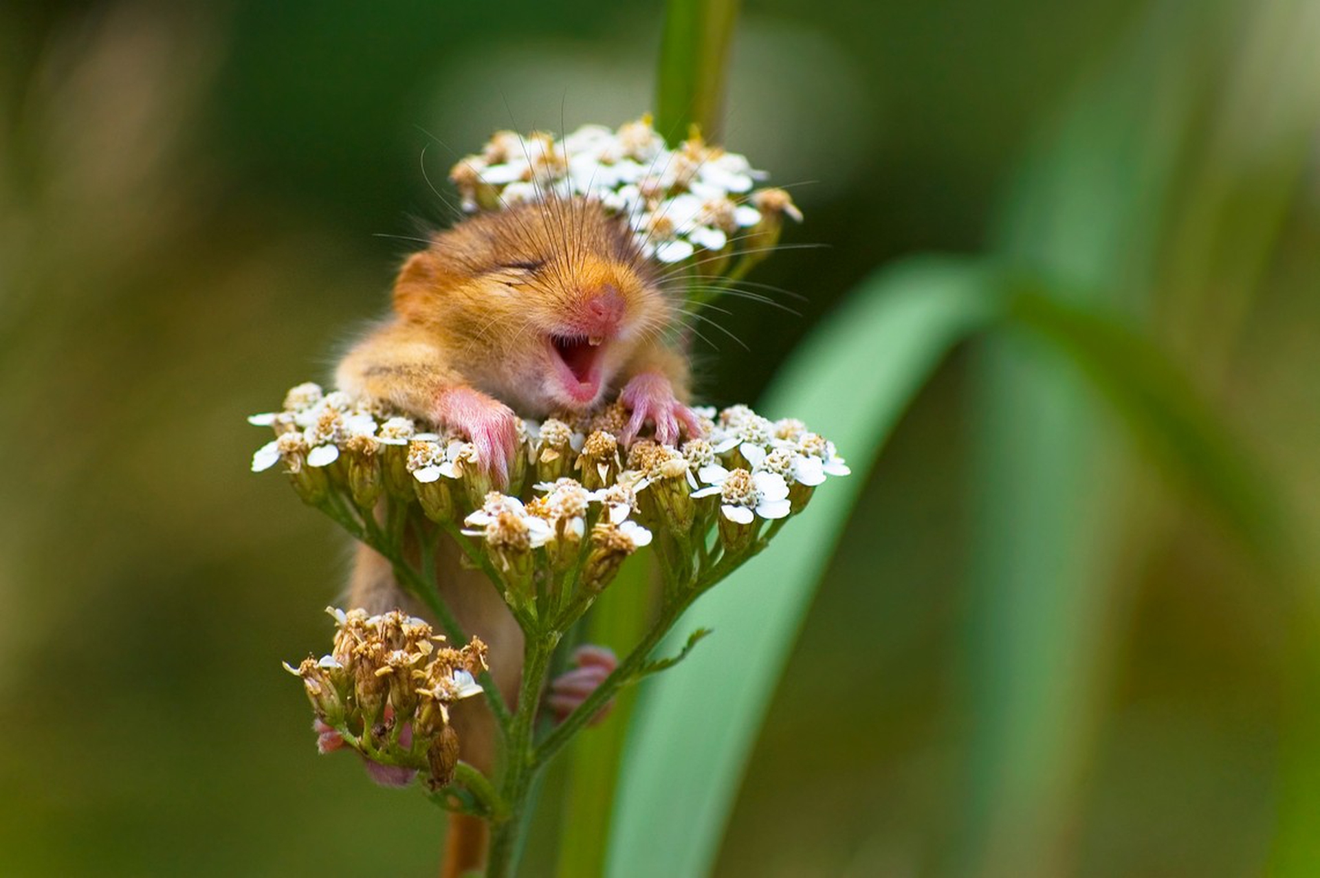 The laughing dormouse di Andrea Zampatti – Comedy wildlife photography awards