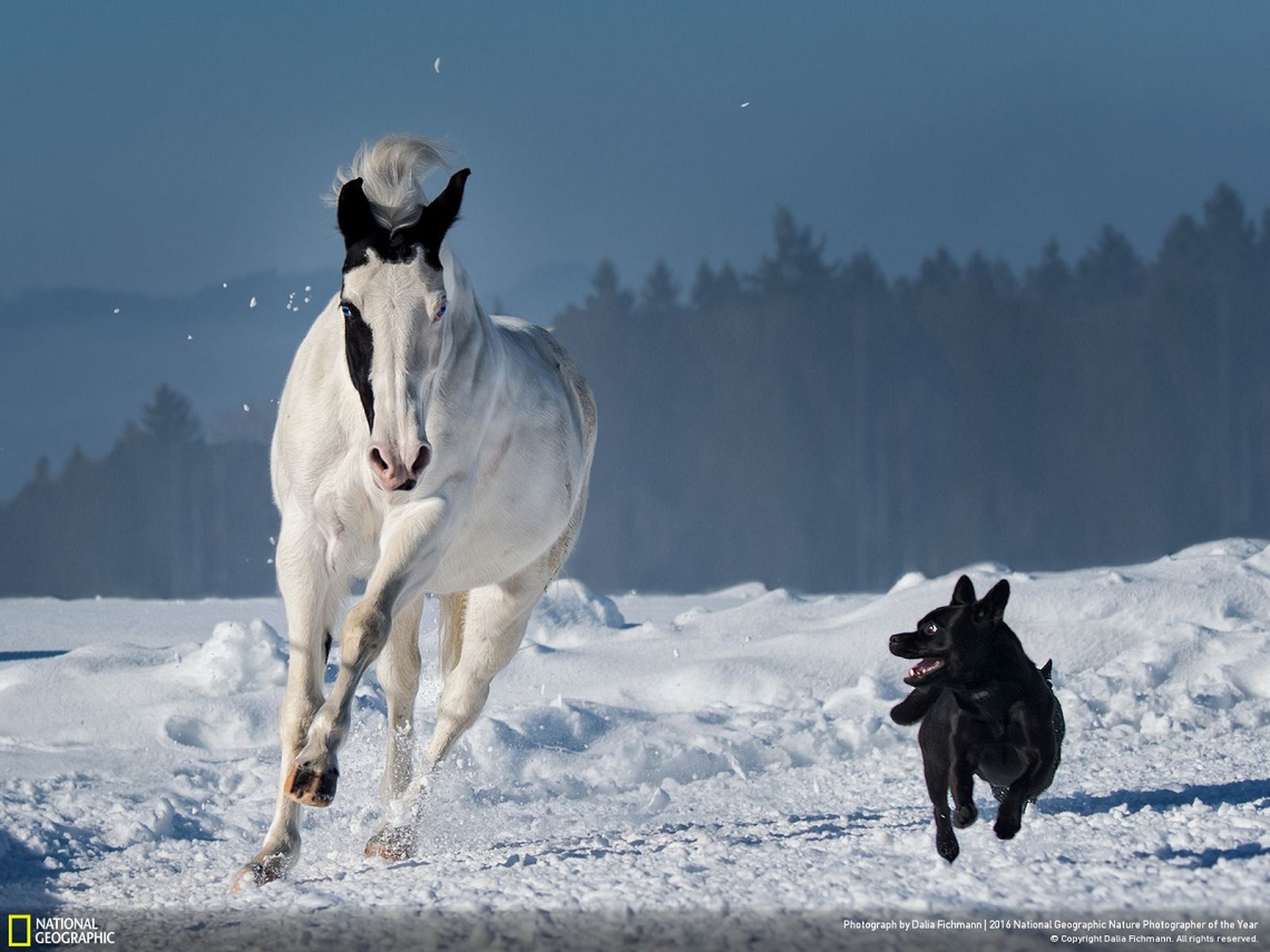 Friendship - National Geographic Nature Photographer of the Year