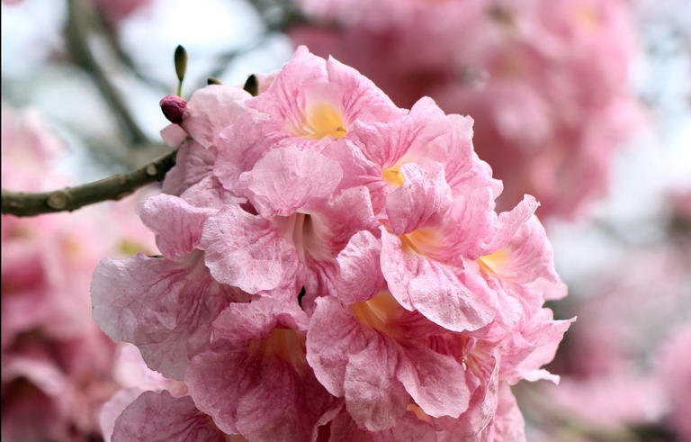 Fiori di Pau d'arco in un parco