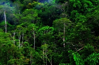 Hp annuncia l’obiettivo della deforestazione zero
