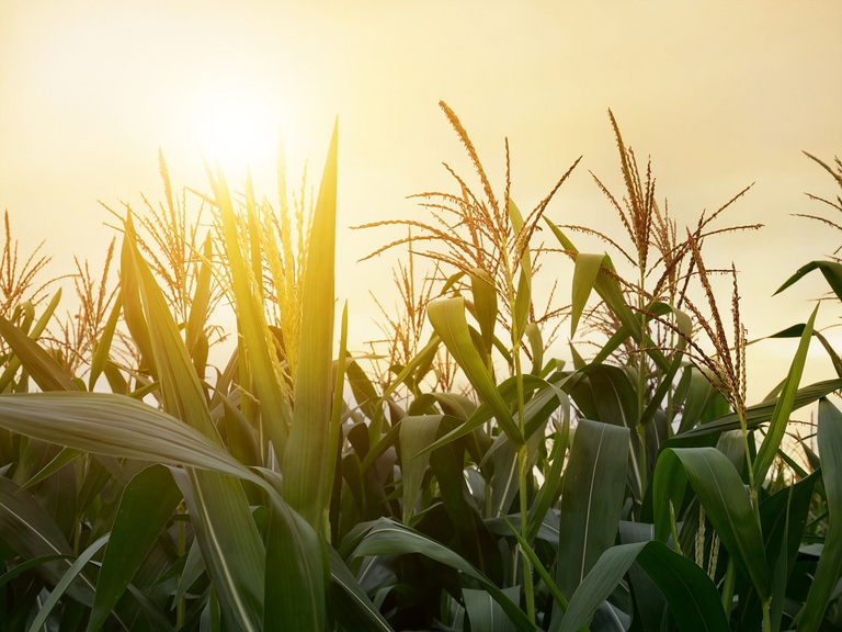 Campo di mais al tramonto