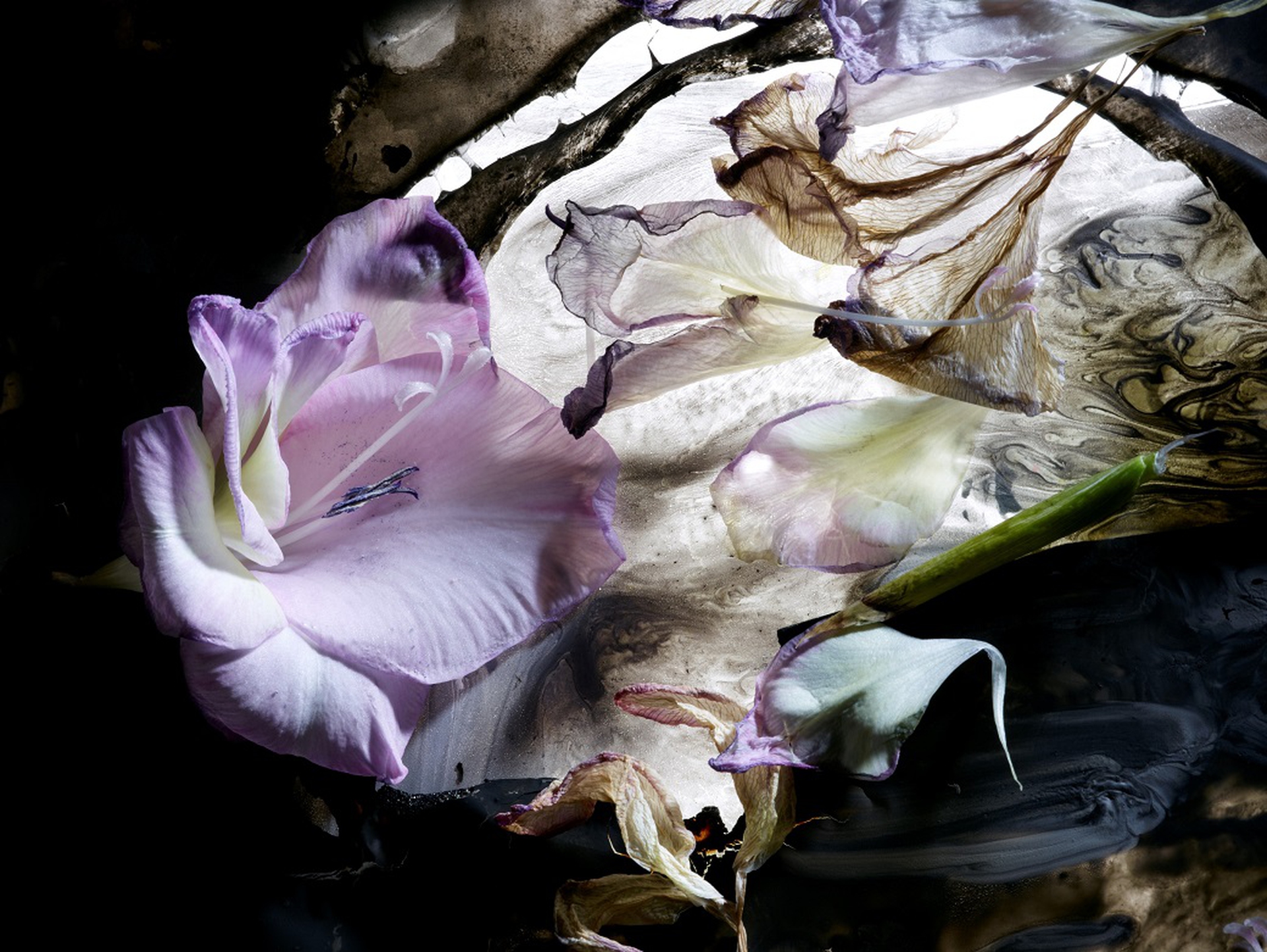 Mario Carrieri espone a Villa Carlotta di Tremezzina