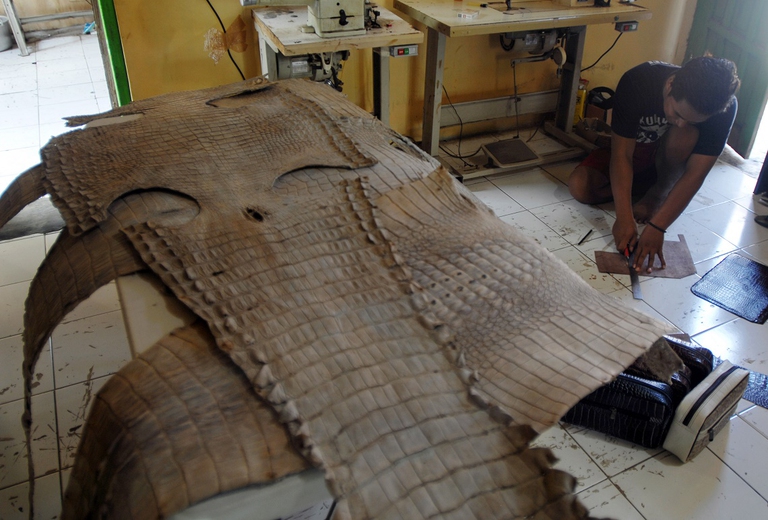 Pelle di coccodrillo per l'industria della moda