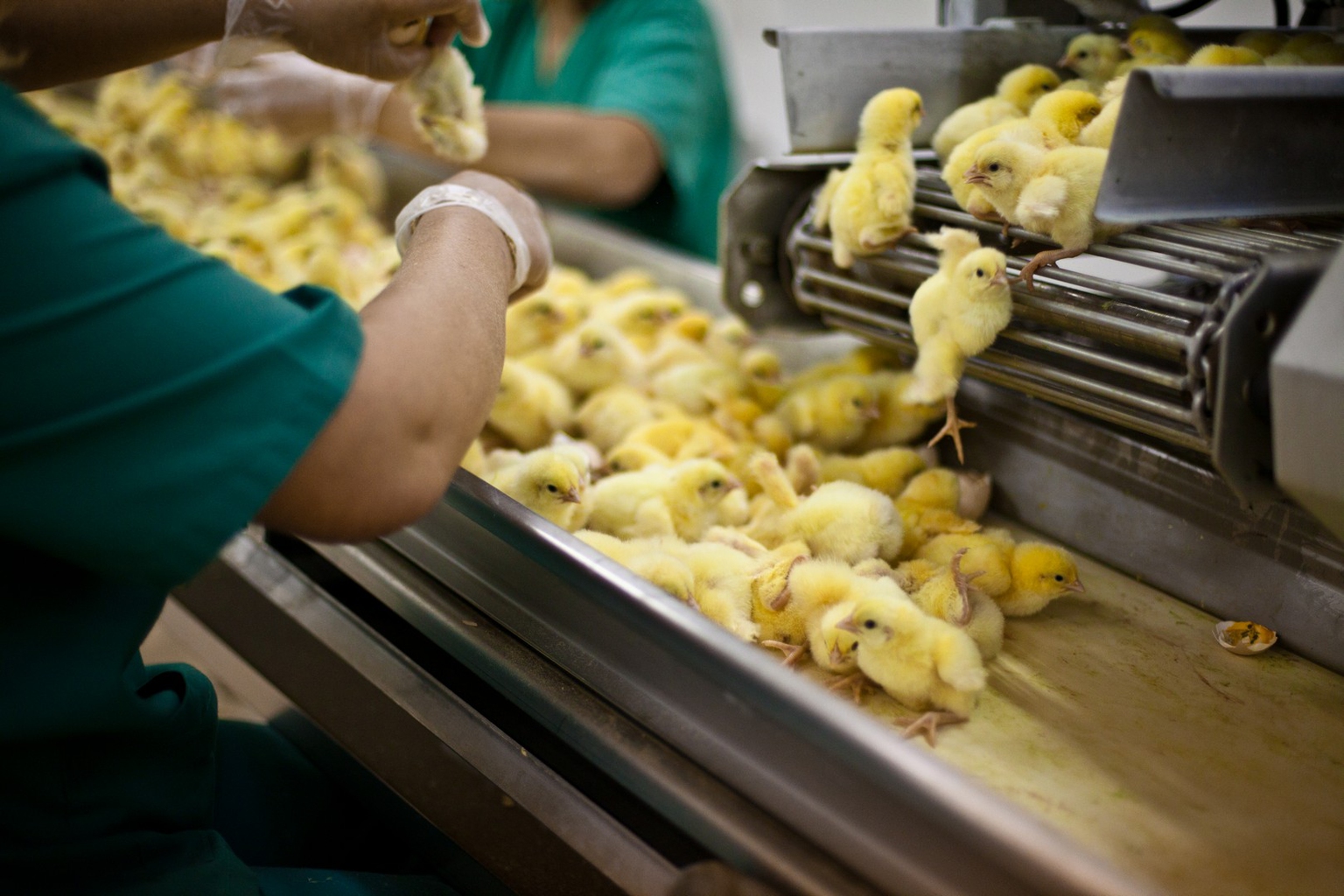 The killing of newborn chicks is yet another cruel egg industry practice LifeGate