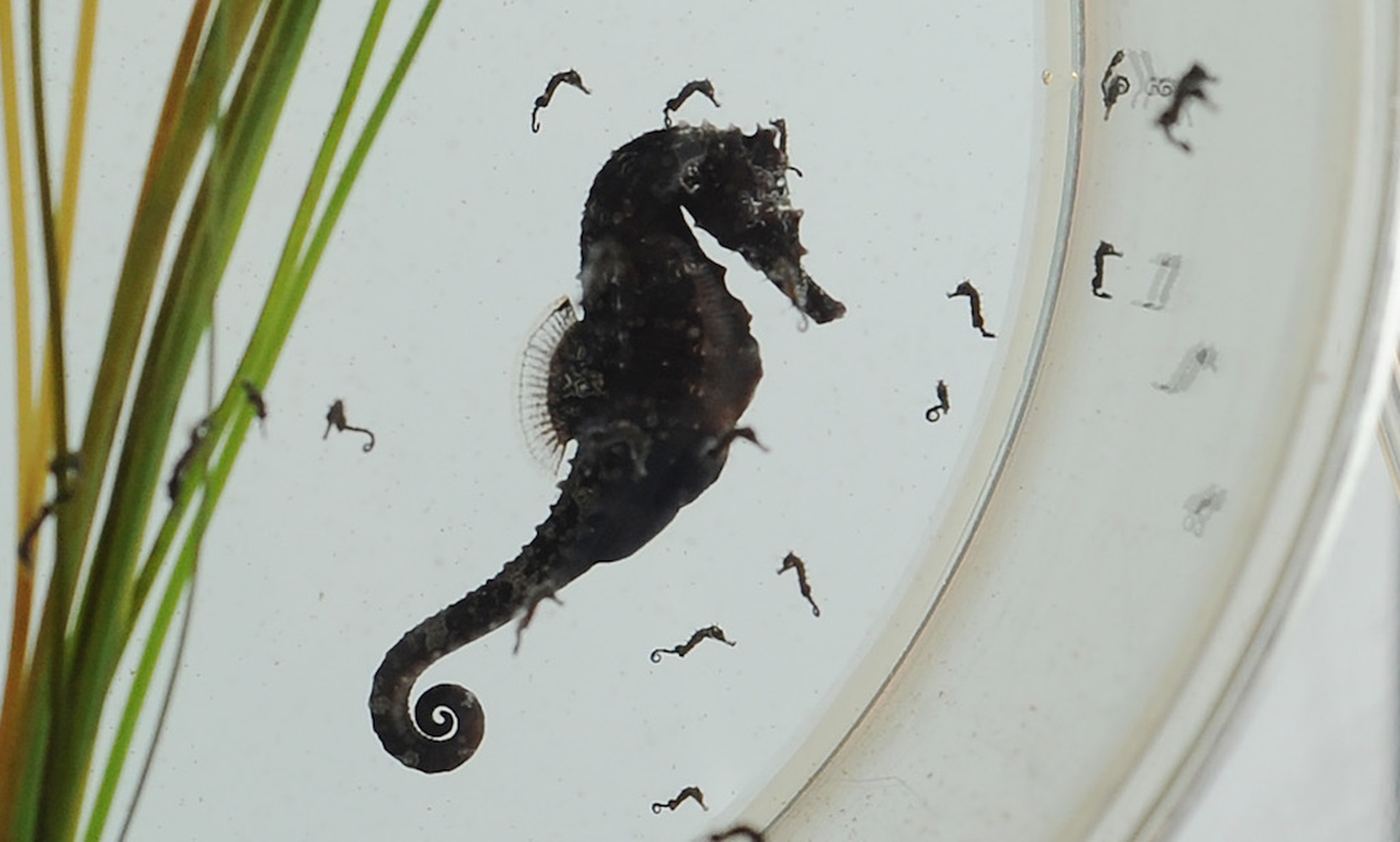 I metodi di accoppiamento del regno animale