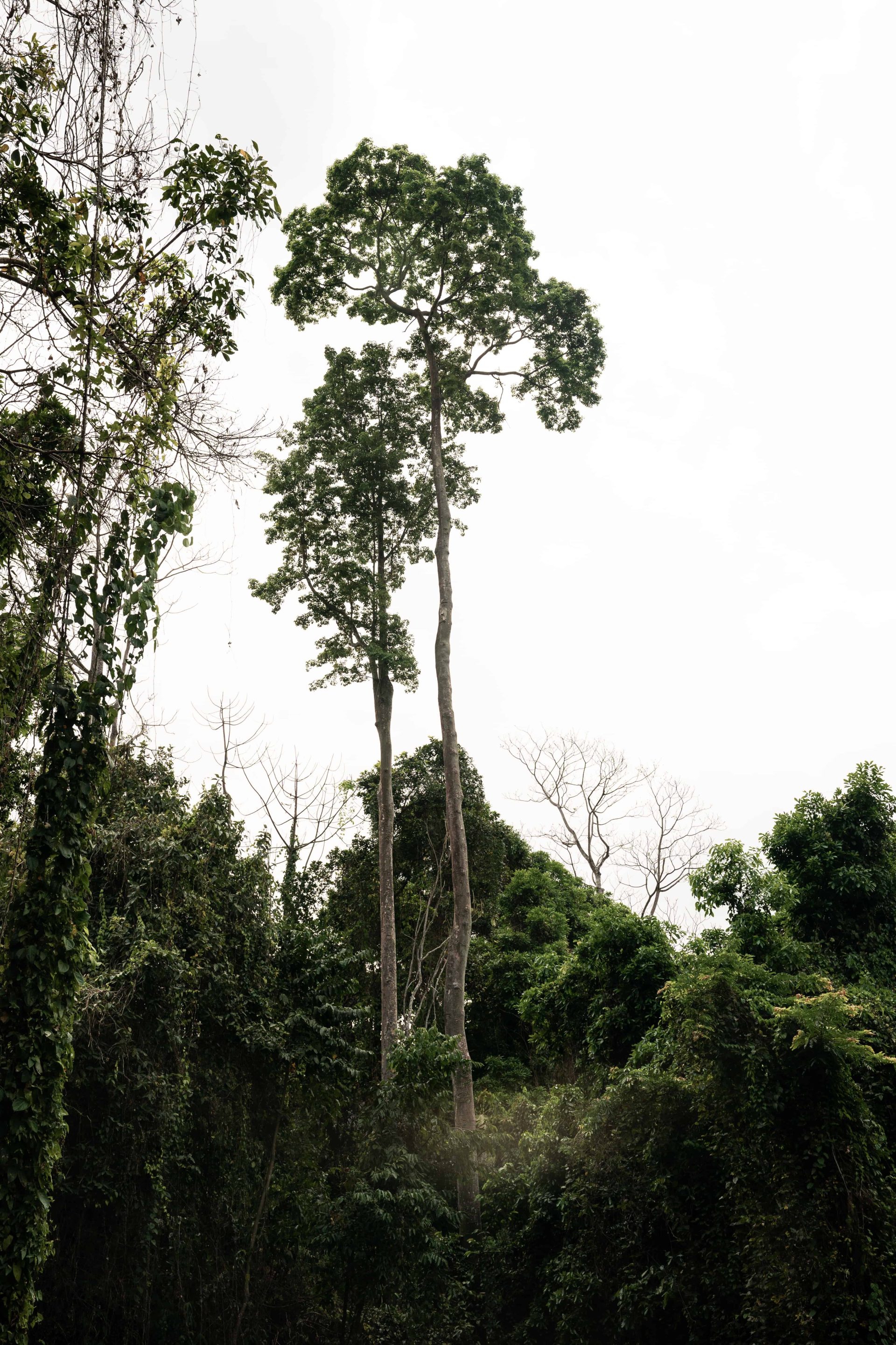 Il progetto di riforestazione Udzungwa corridor limited in Tanzania