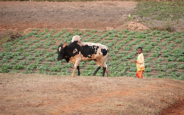 Mucca al pascolo in Madagascar