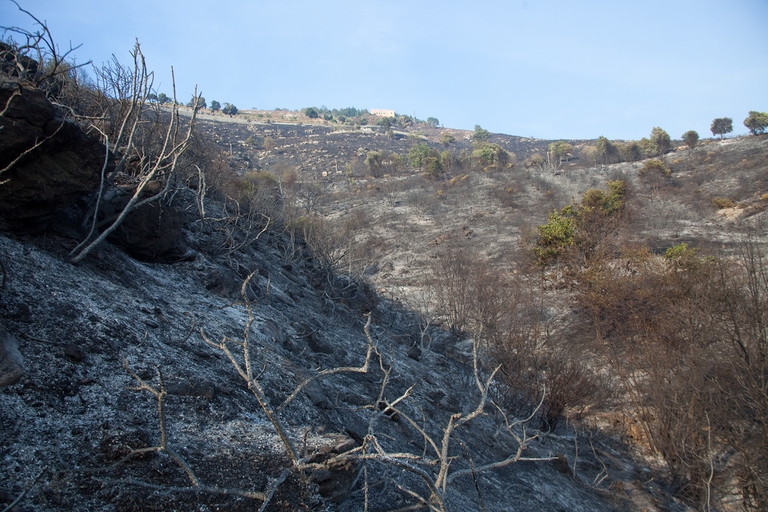 incendi nella strategia forestale nazionale