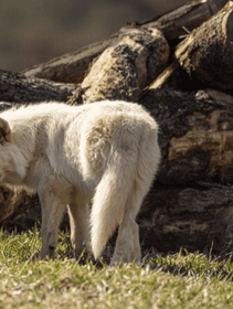Luci e ombre sul “ritorno” dei metalupi