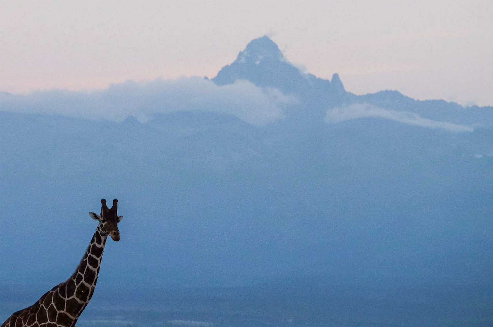 La giraffa è a rischio estinzione